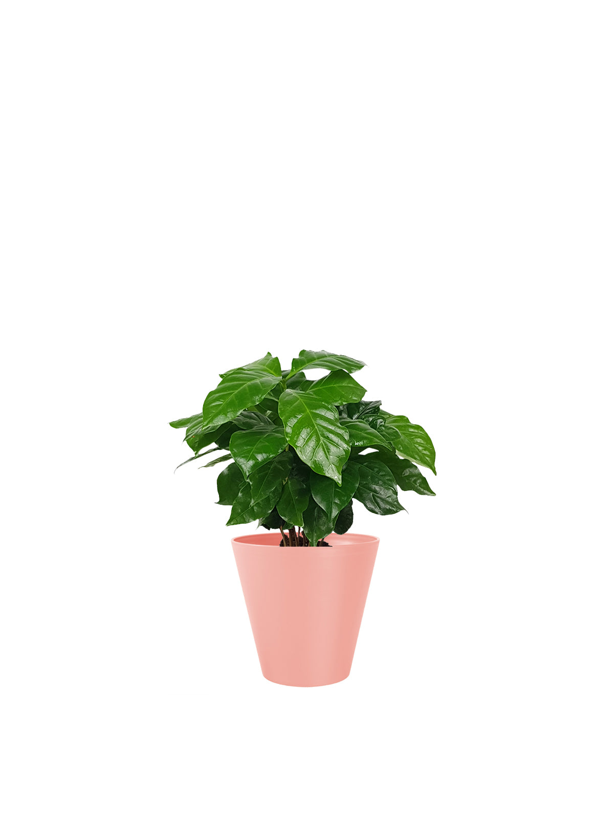 Pianta del Caffè