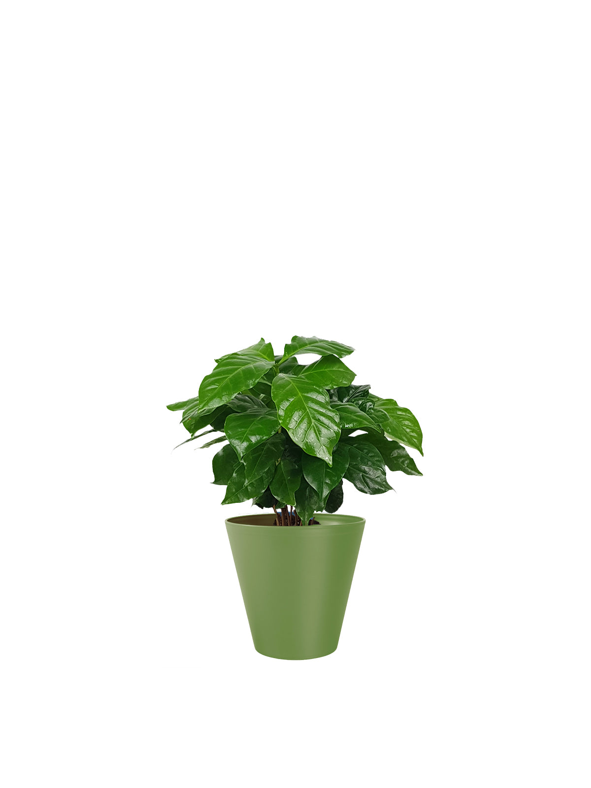Pianta del Caffè