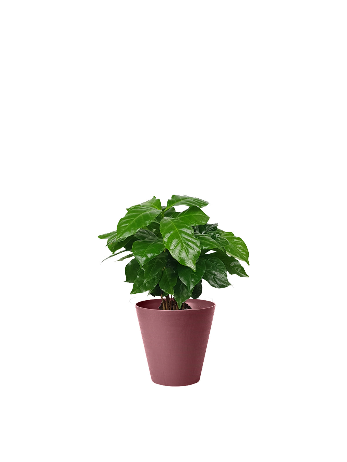 Pianta del Caffè