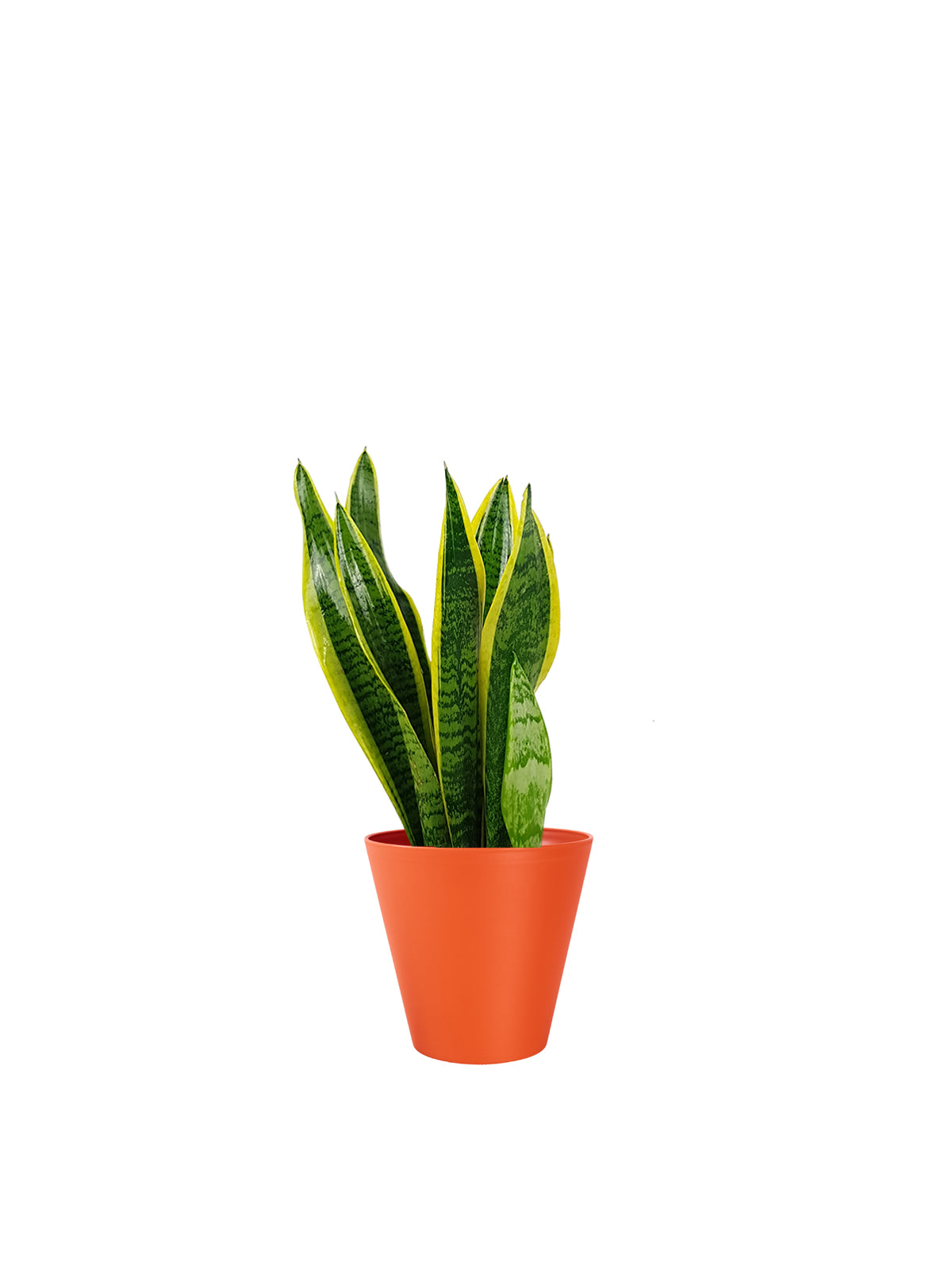 Sansevieria