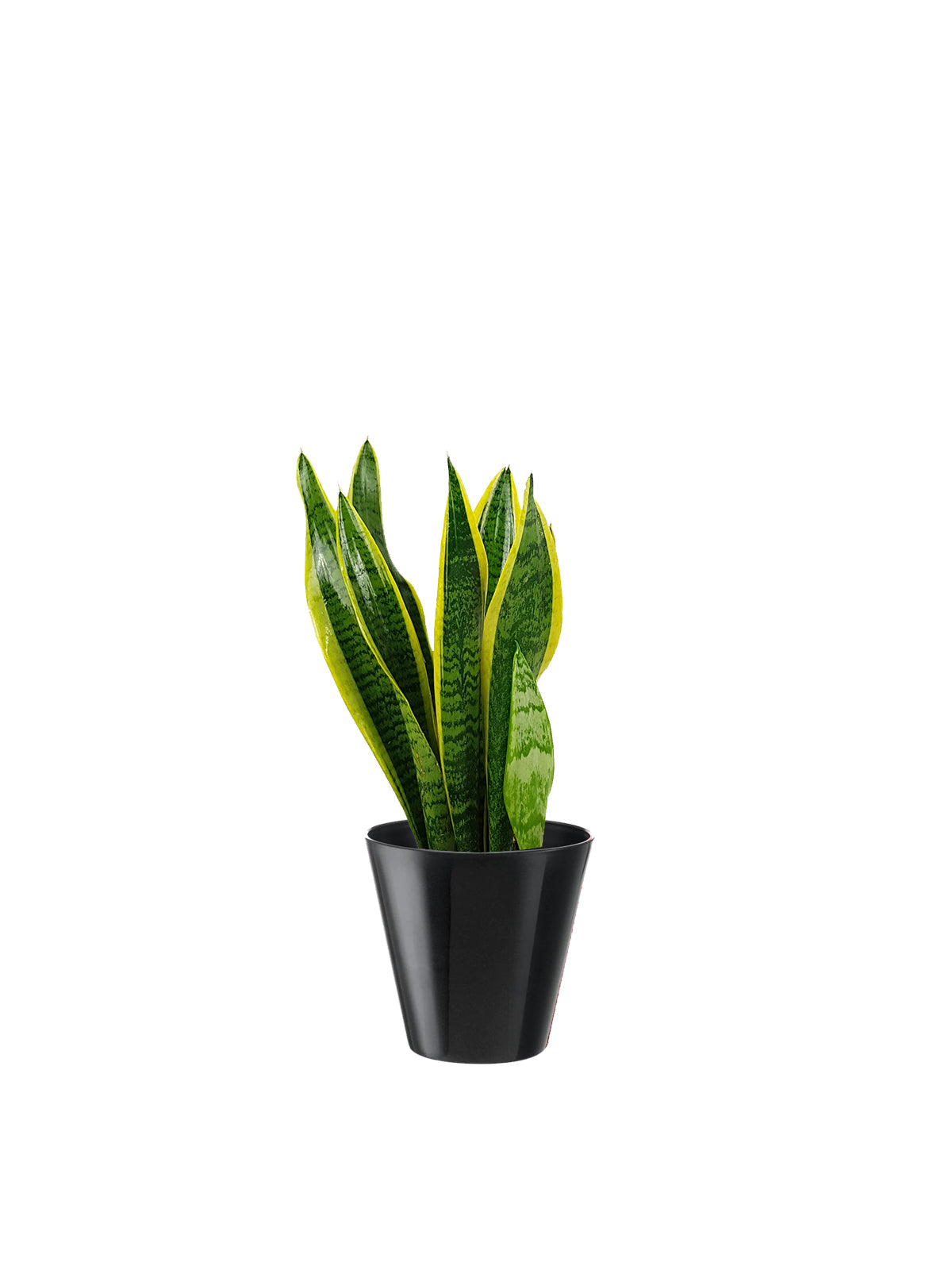 Sansevieria