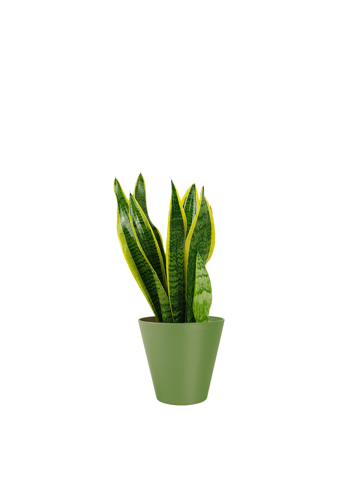 Sansevieria