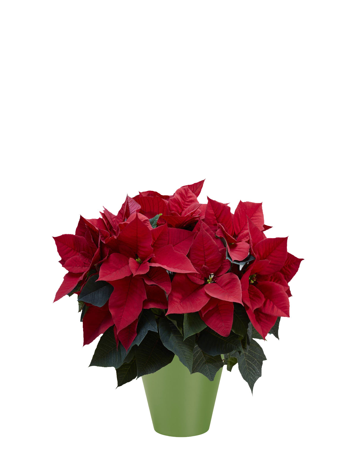 Stella di Natale grande