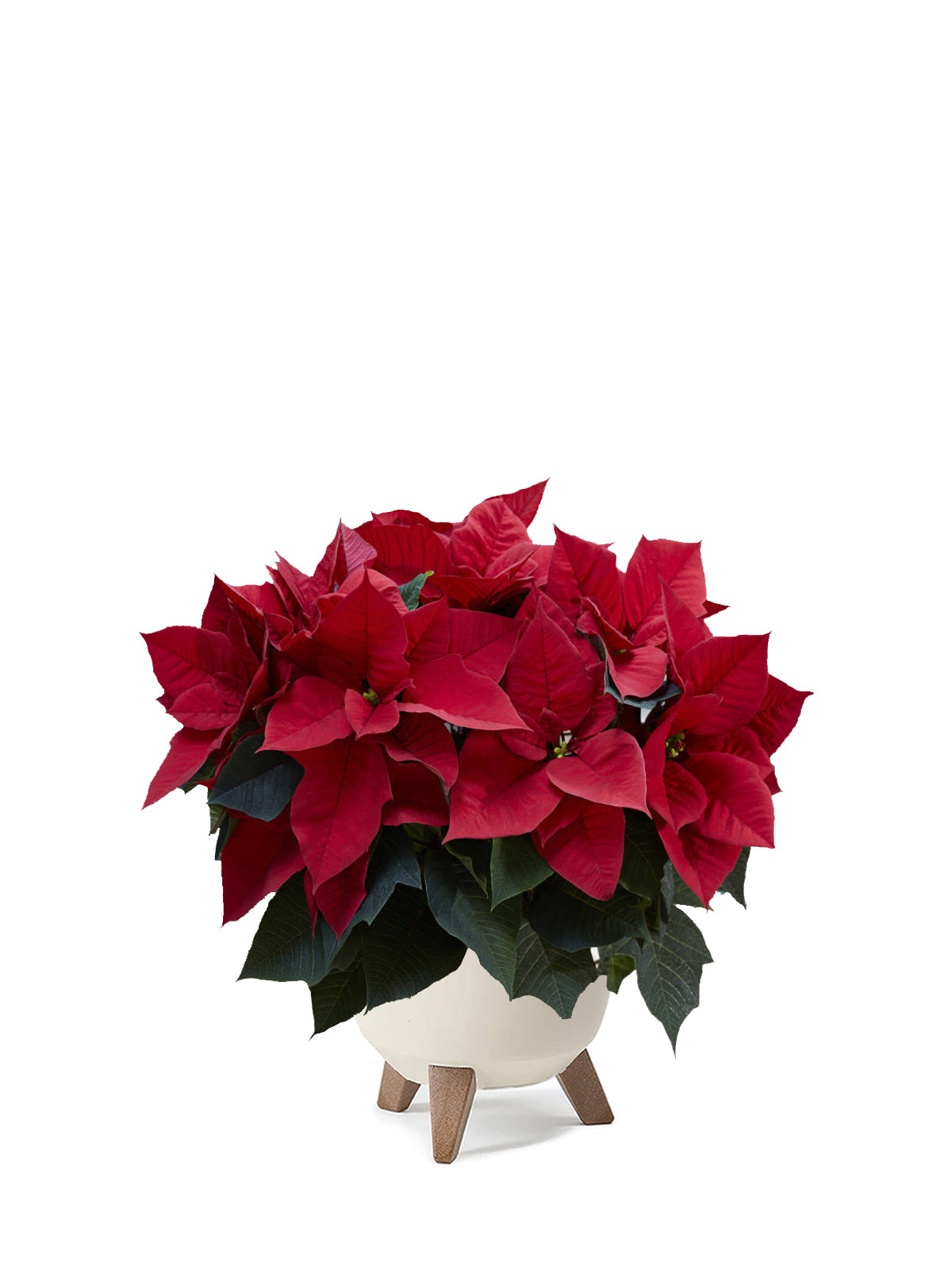 Stella di Natale grande