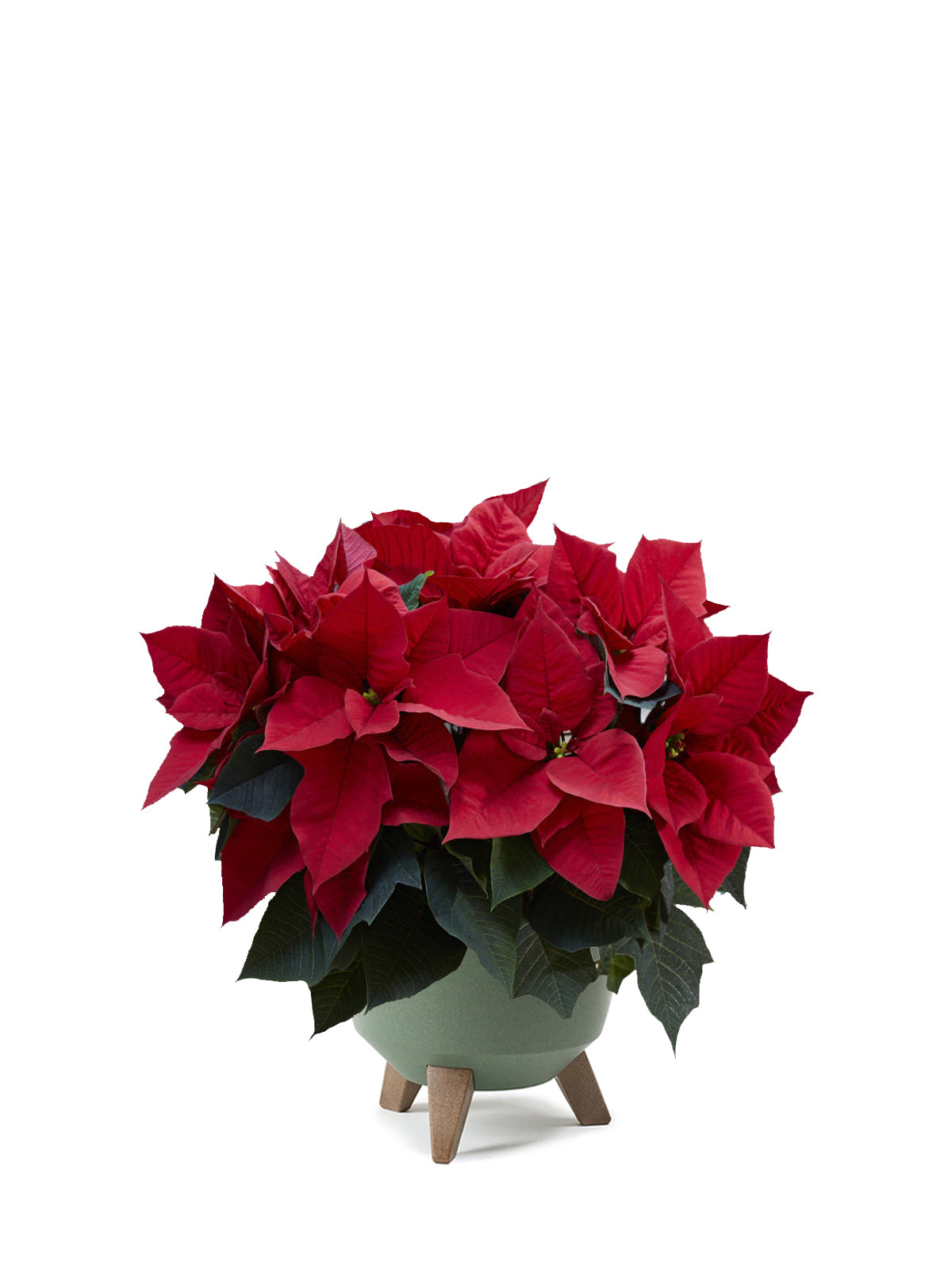 Stella di Natale grande