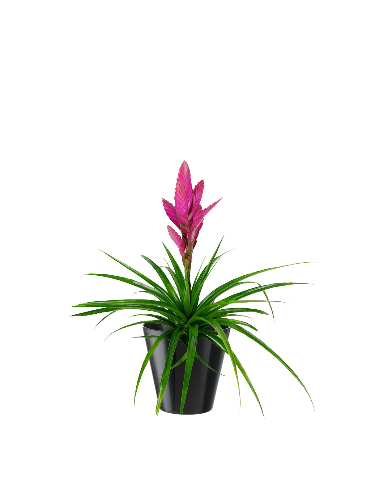 Tillanzia