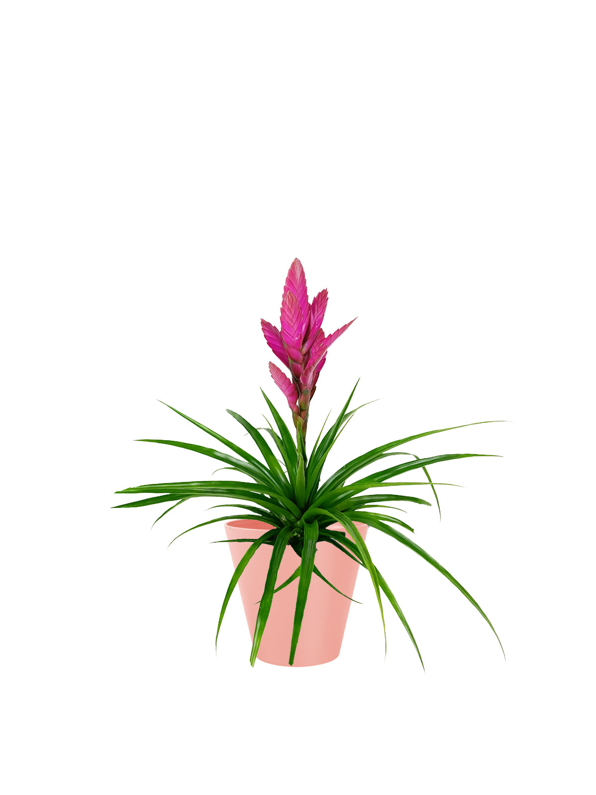 Tillanzia