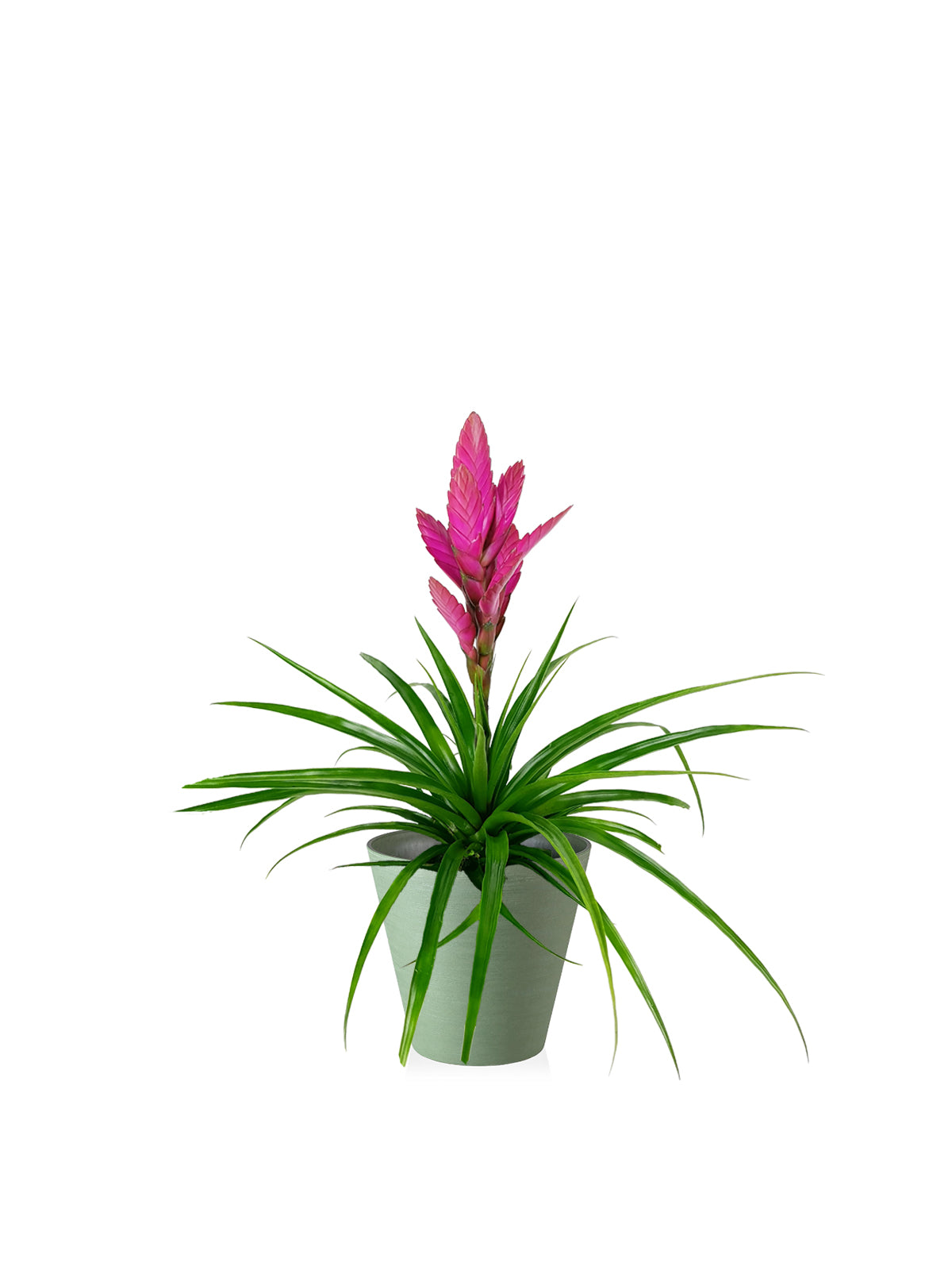 Tillanzia