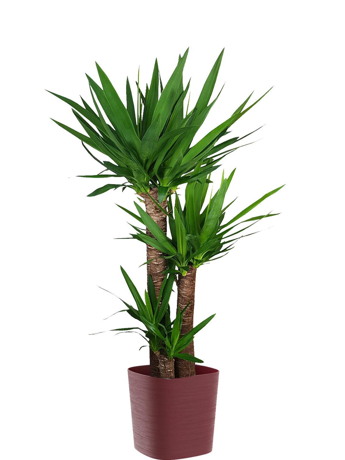 Yucca extra