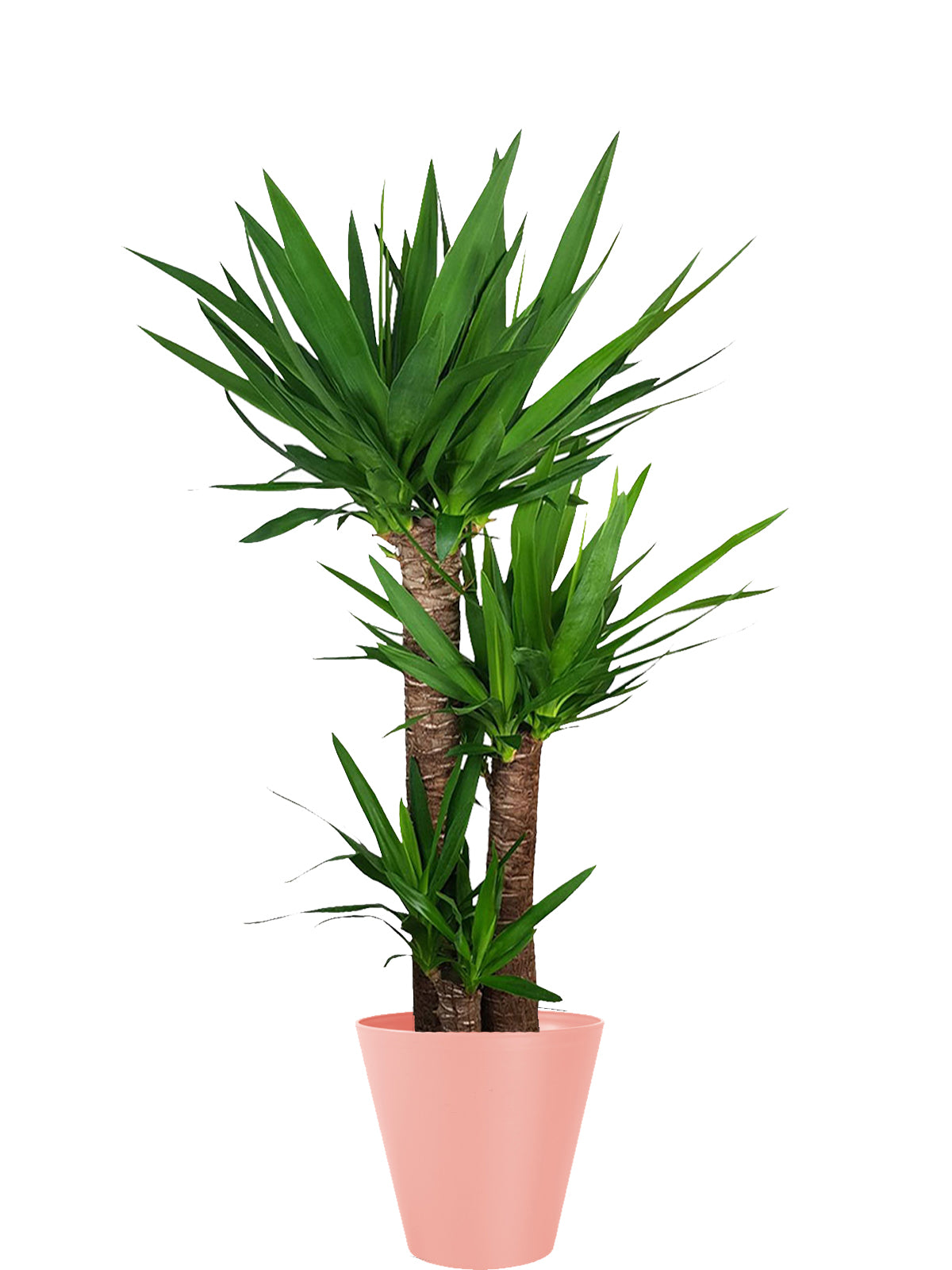 Yucca extra