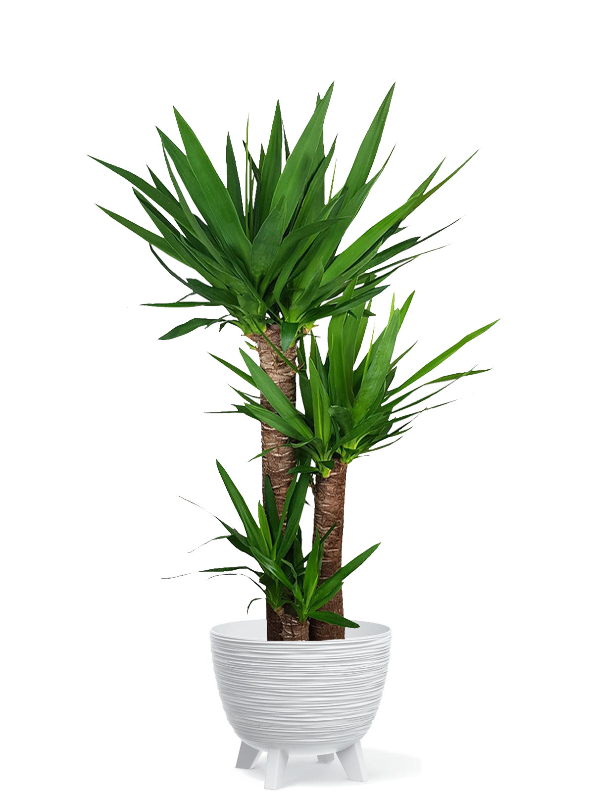 Yucca extra