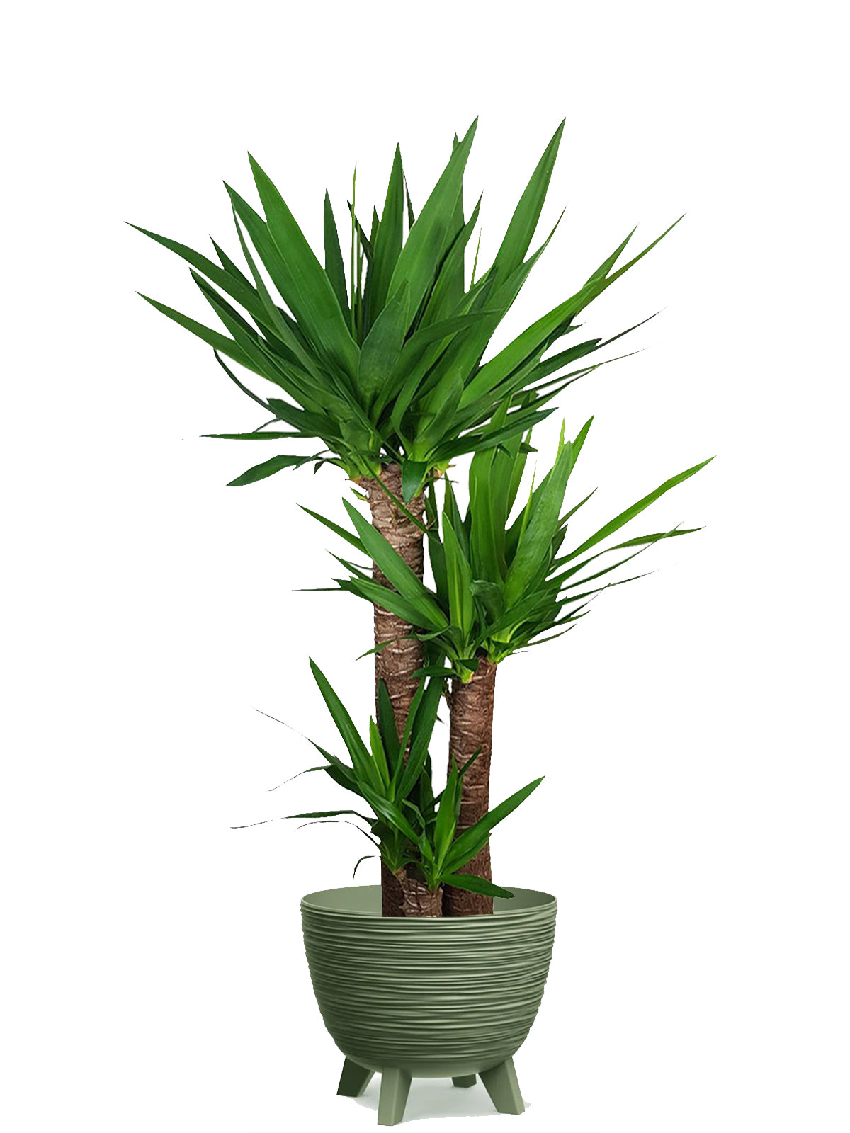 Yucca extra