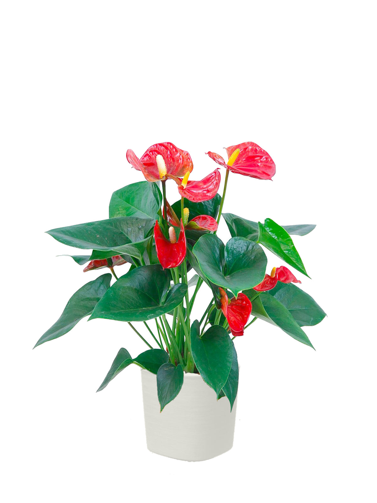 Anthurium grande