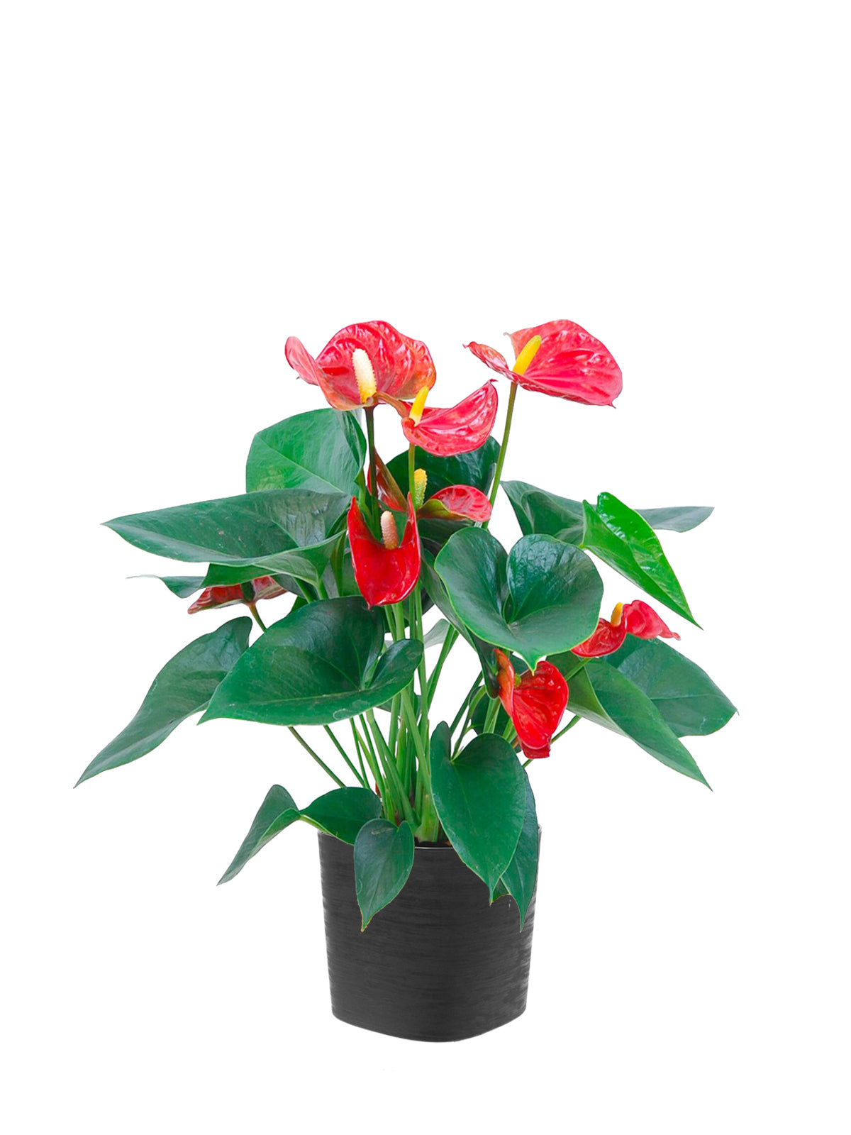 Anthurium grande