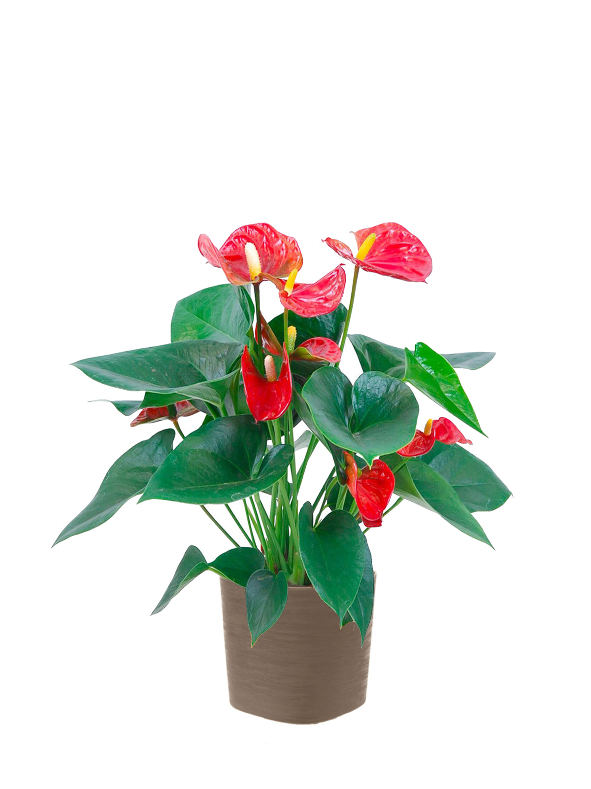 Anthurium grande