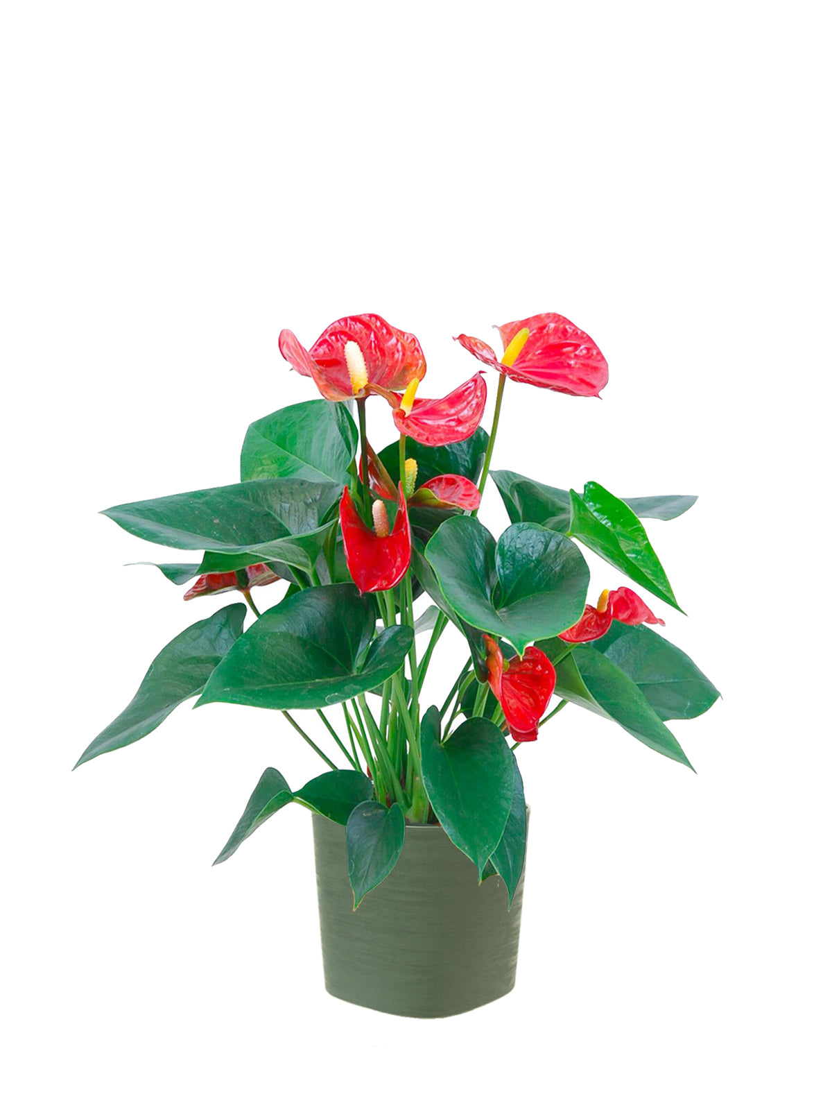 Anthurium grande