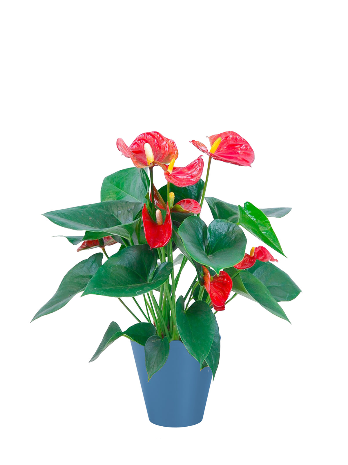 Anthurium grande