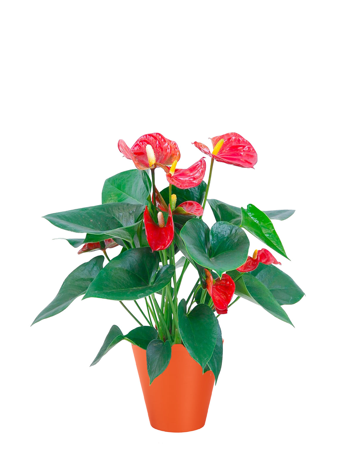 Anthurium grande