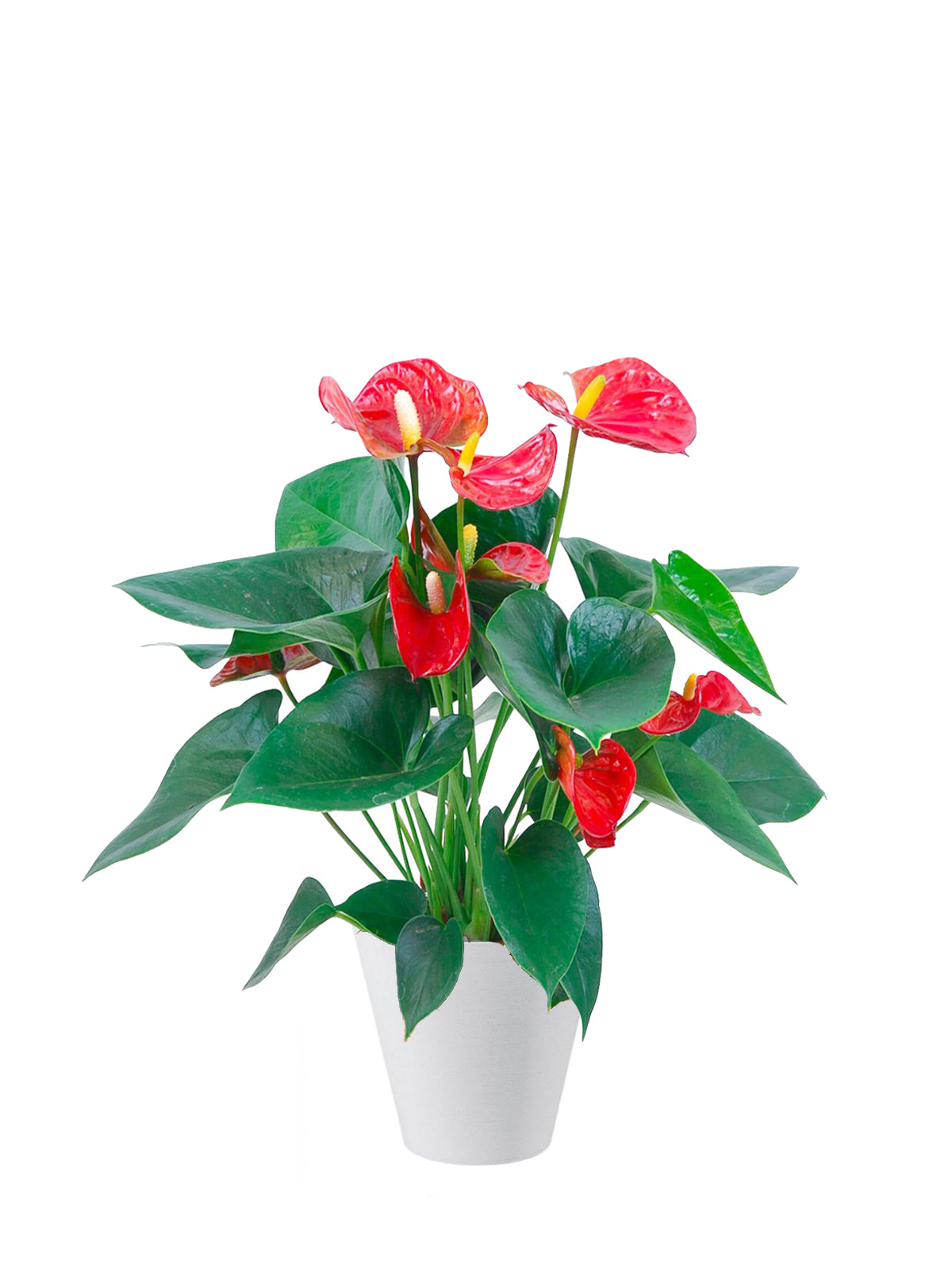 Anthurium grande
