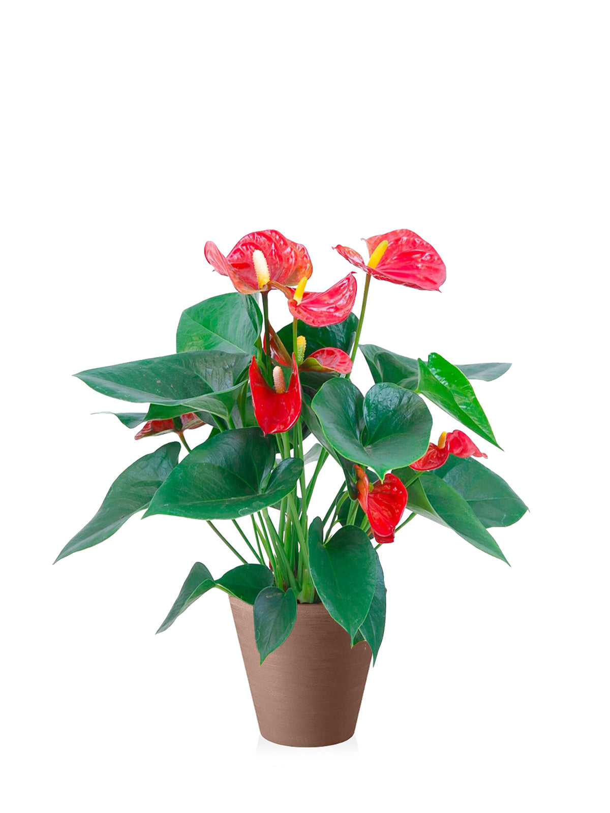 Anthurium grande