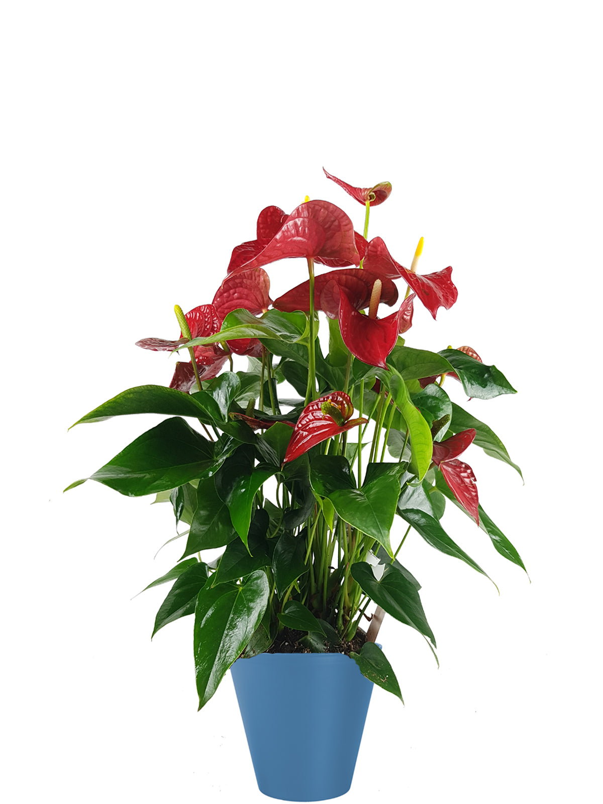 Anthurium extra