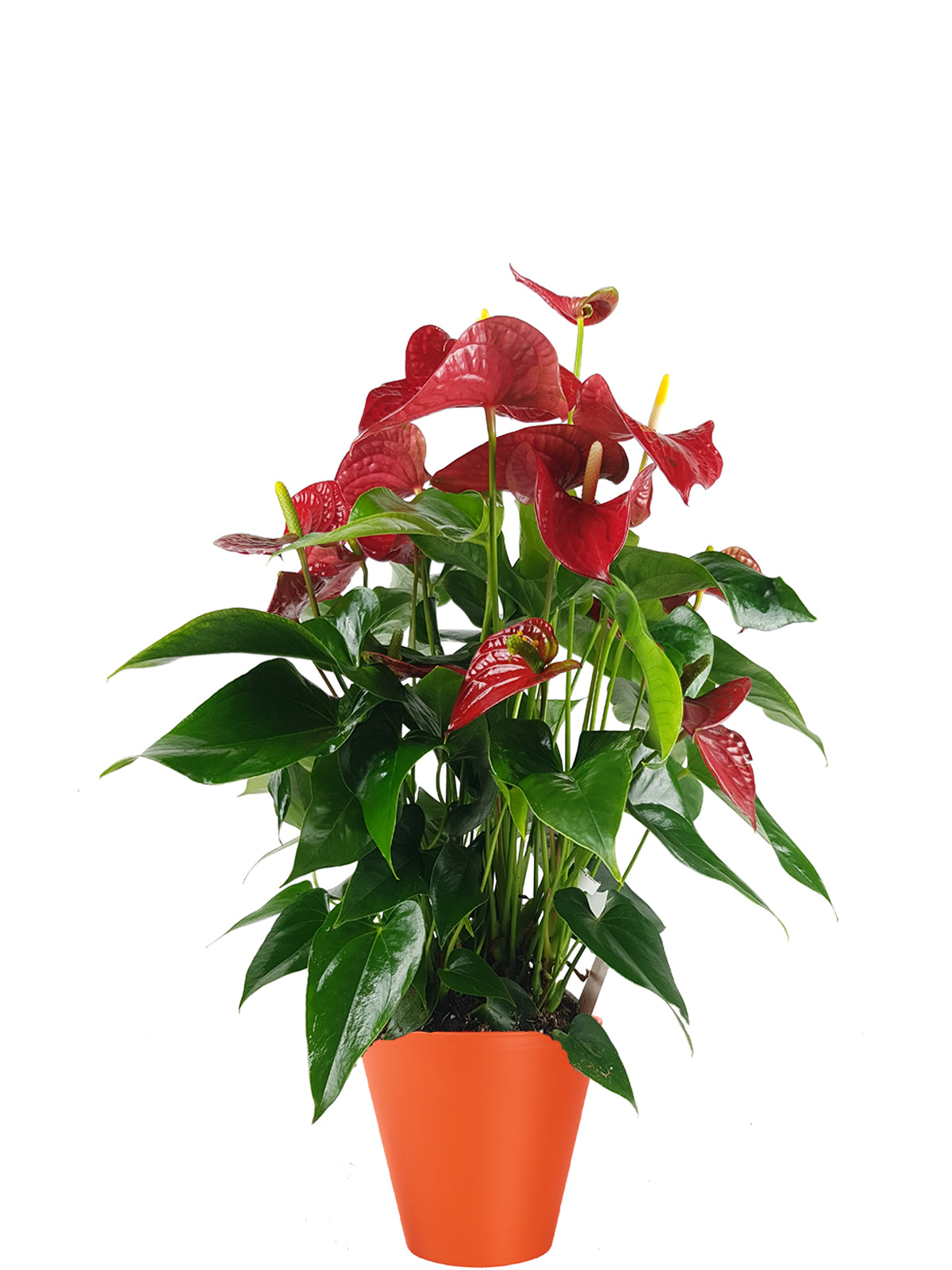 Anthurium extra