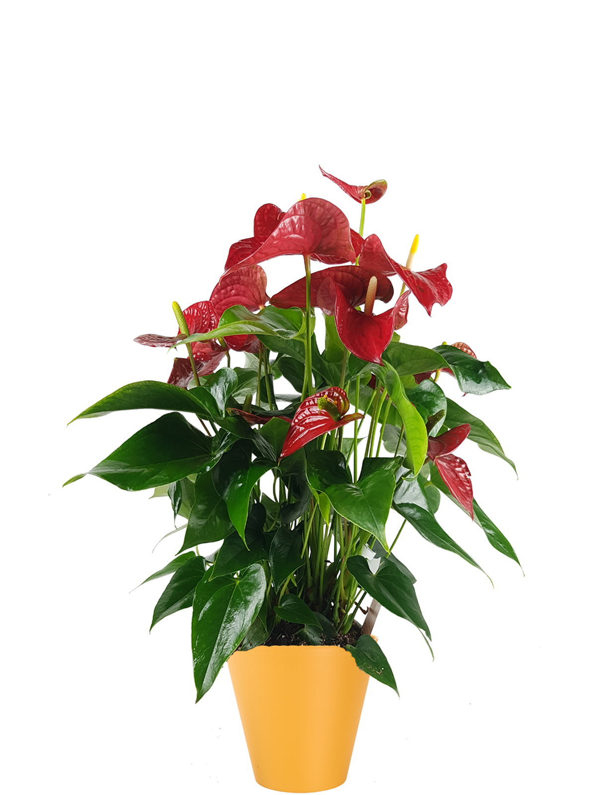 Anthurium extra