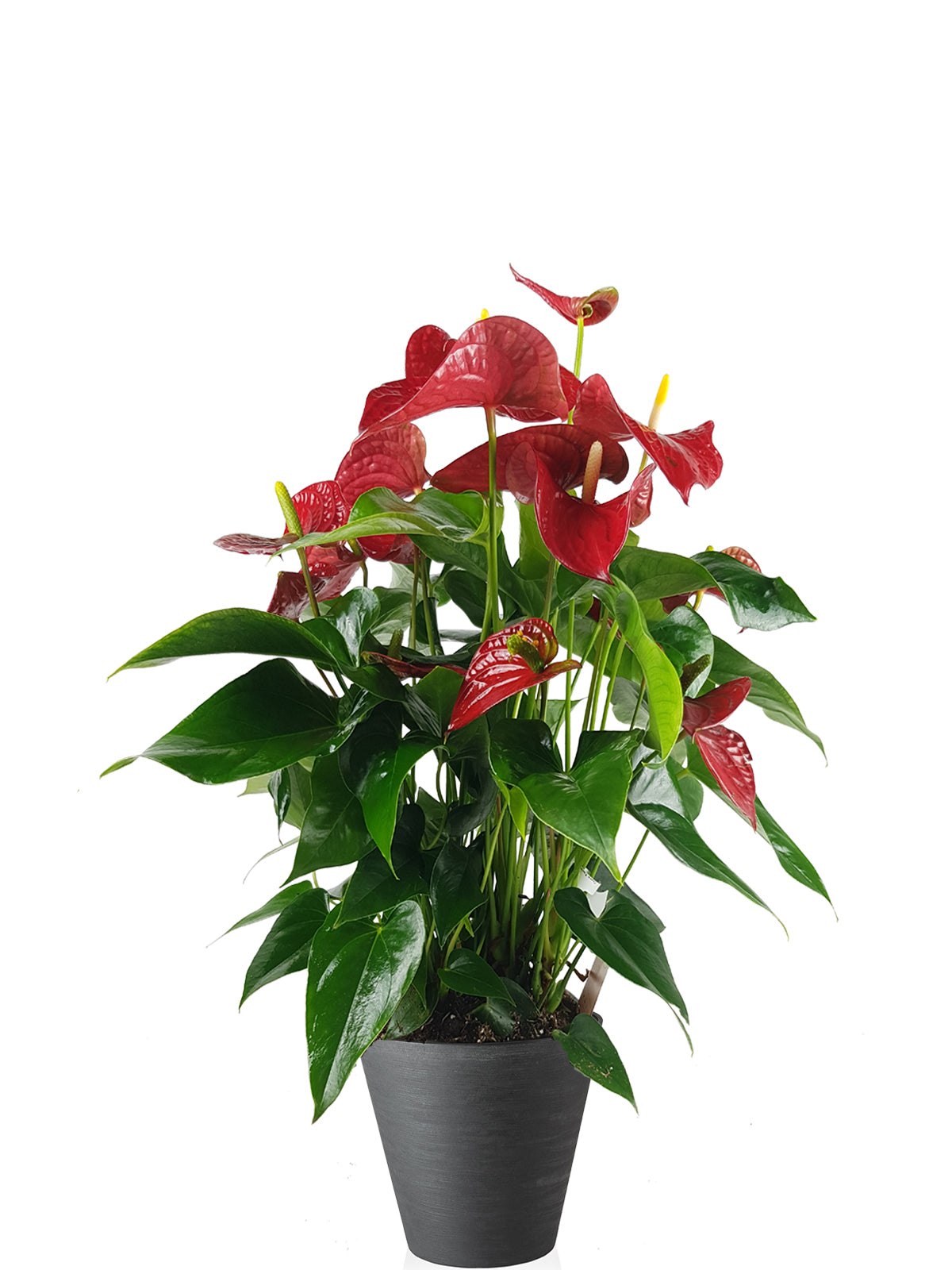 Anthurium extra