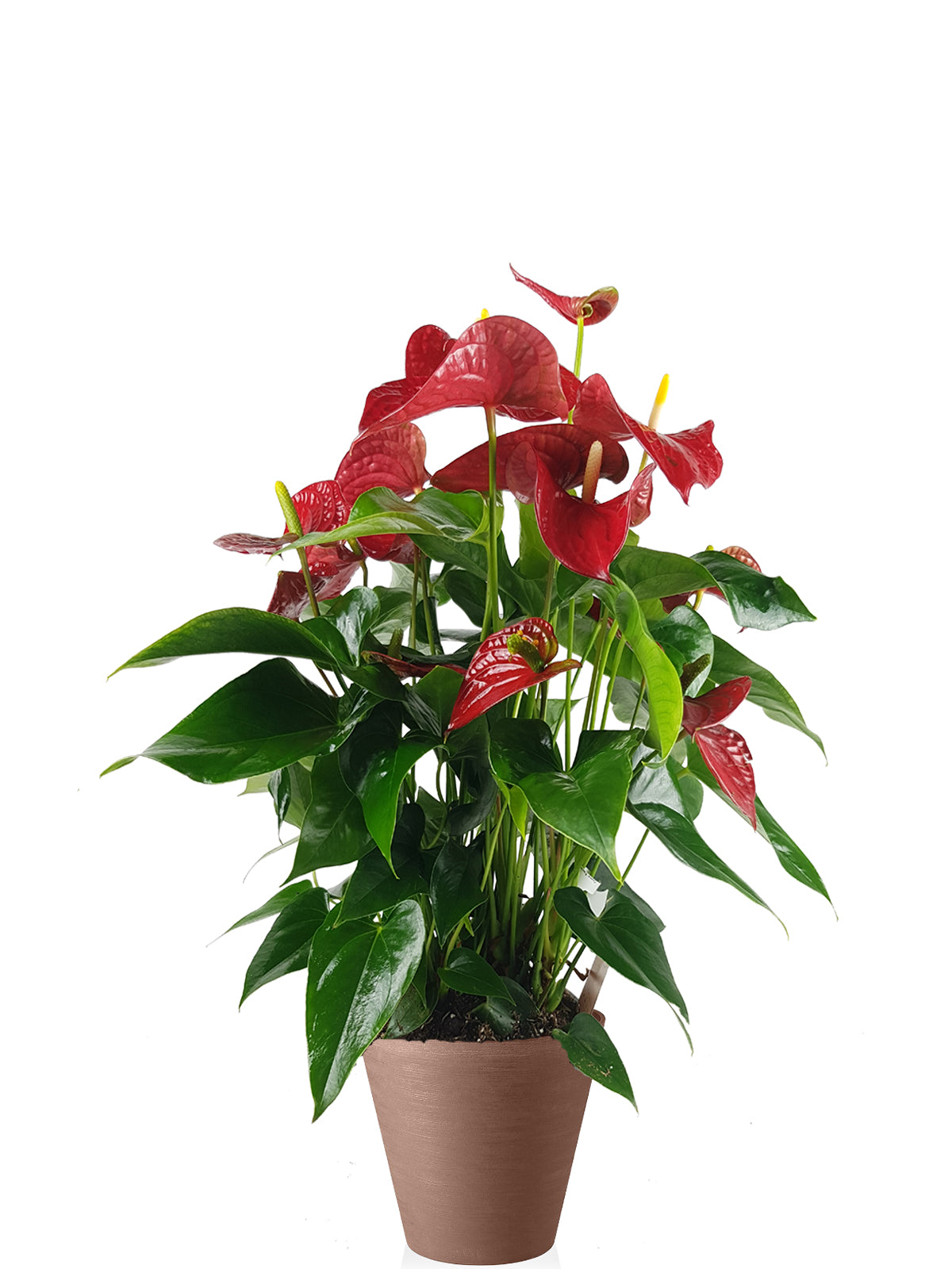 Anthurium extra