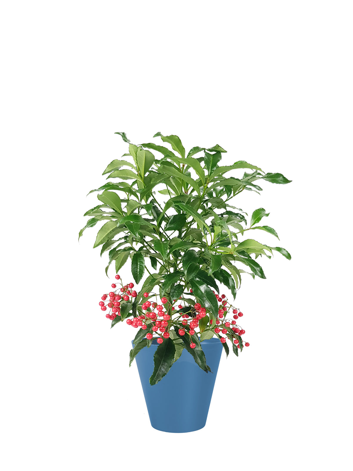 Ardisia grande