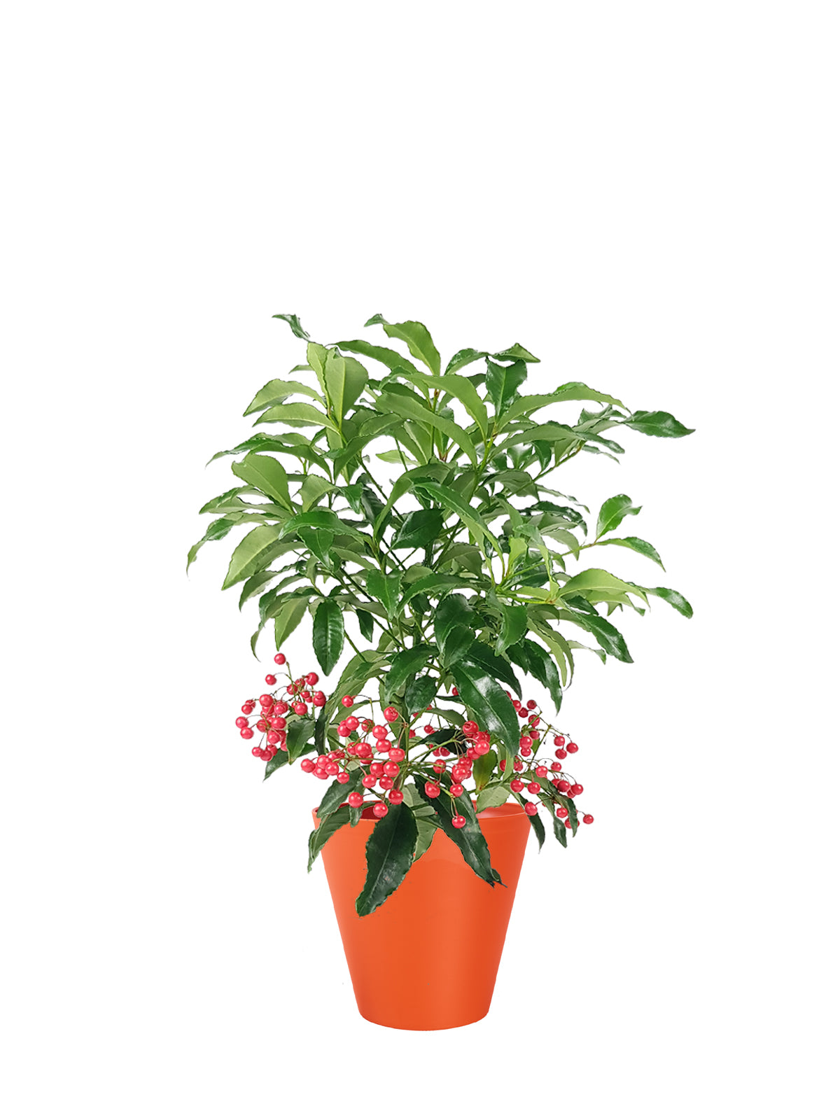 Ardisia grande