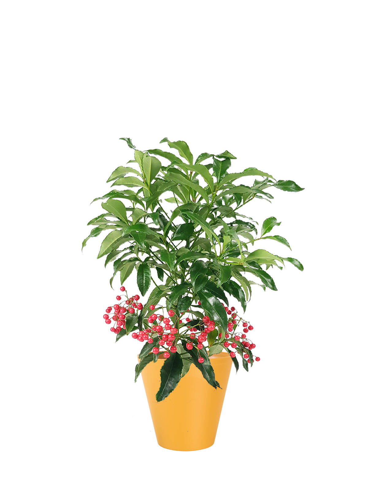 Ardisia grande