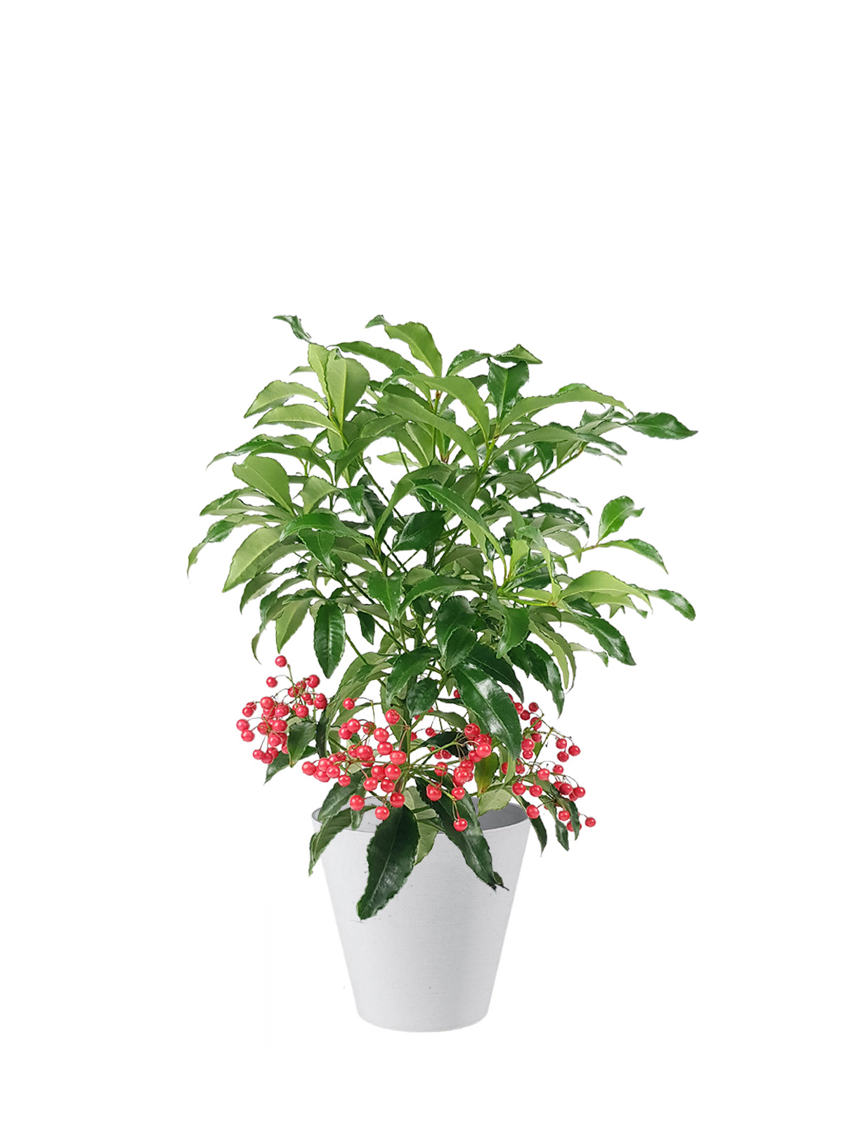 Ardisia grande