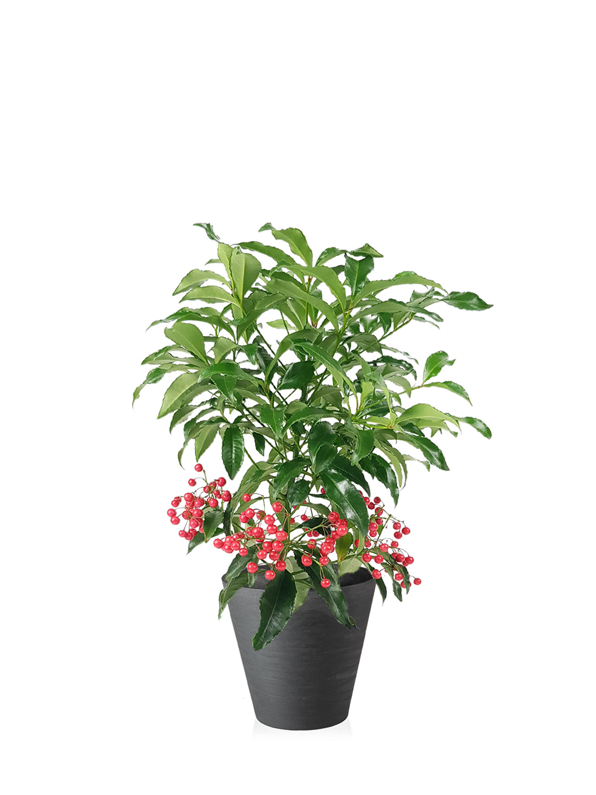Ardisia grande