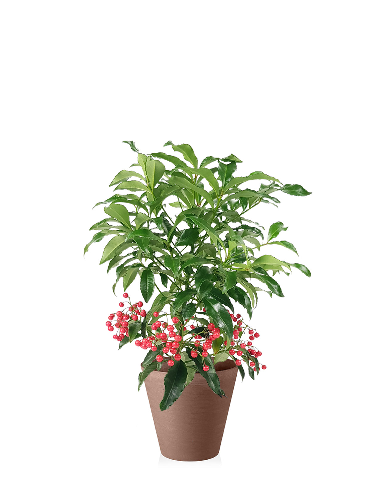 Ardisia grande