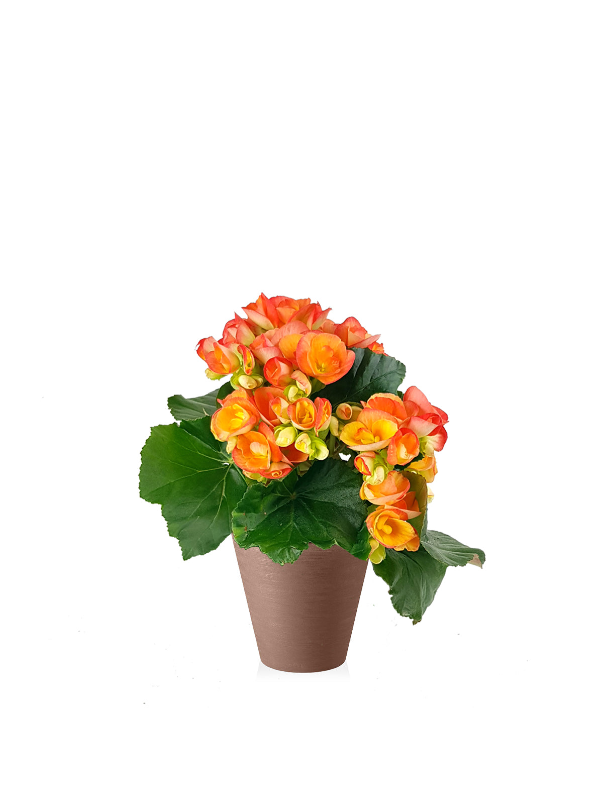 Begonia