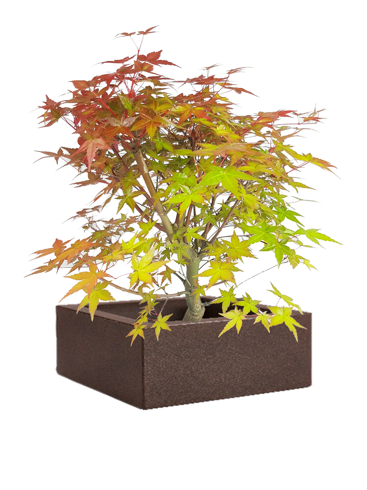 Bonsai Acero