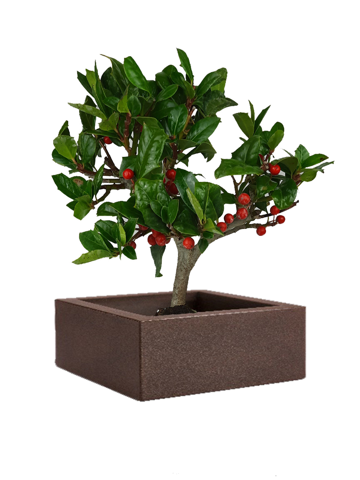 Bonsai Agrifoglio grande