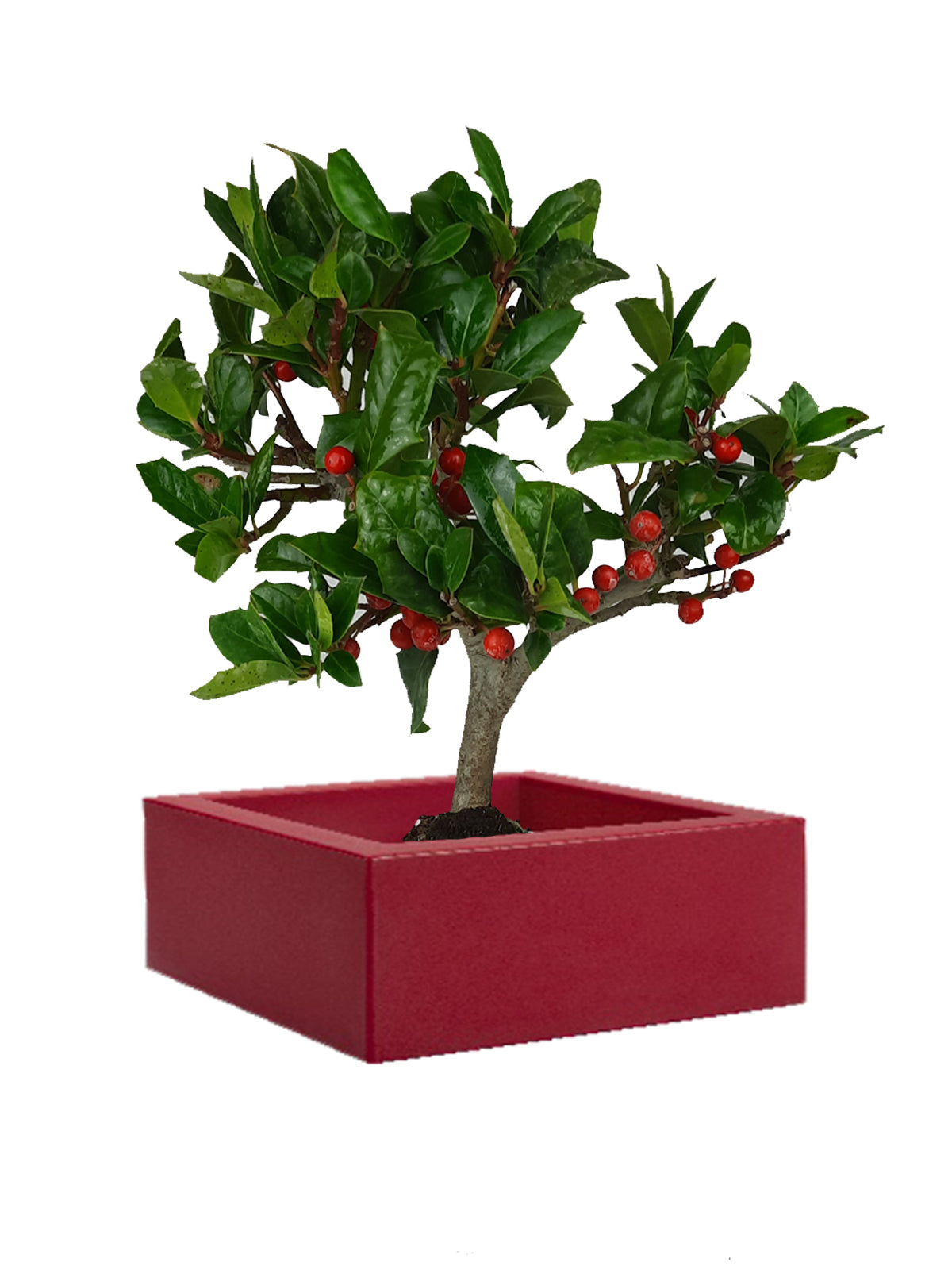 Bonsai Agrifoglio grande