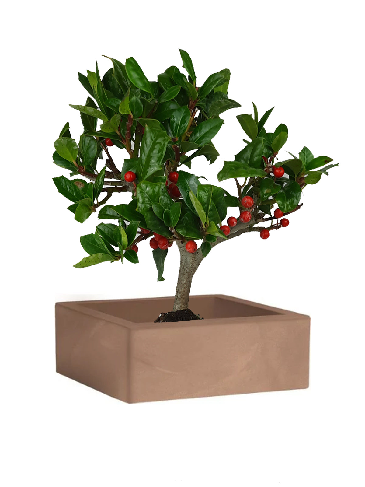 Bonsai Agrifoglio grande