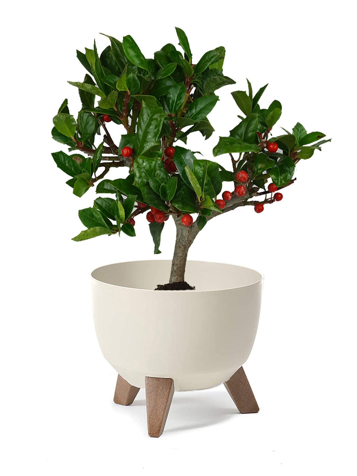 Bonsai Agrifoglio grande