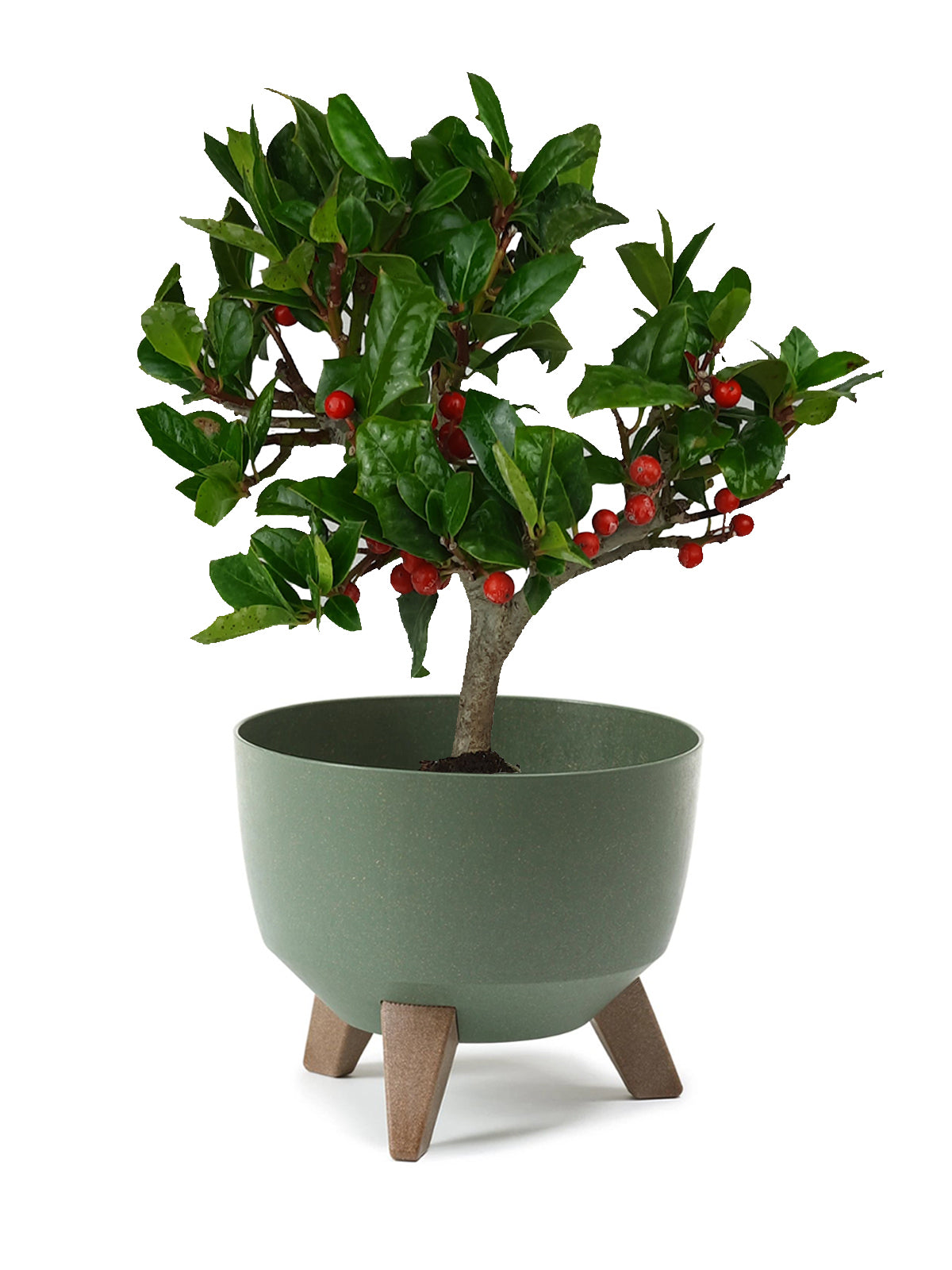 Bonsai Agrifoglio grande