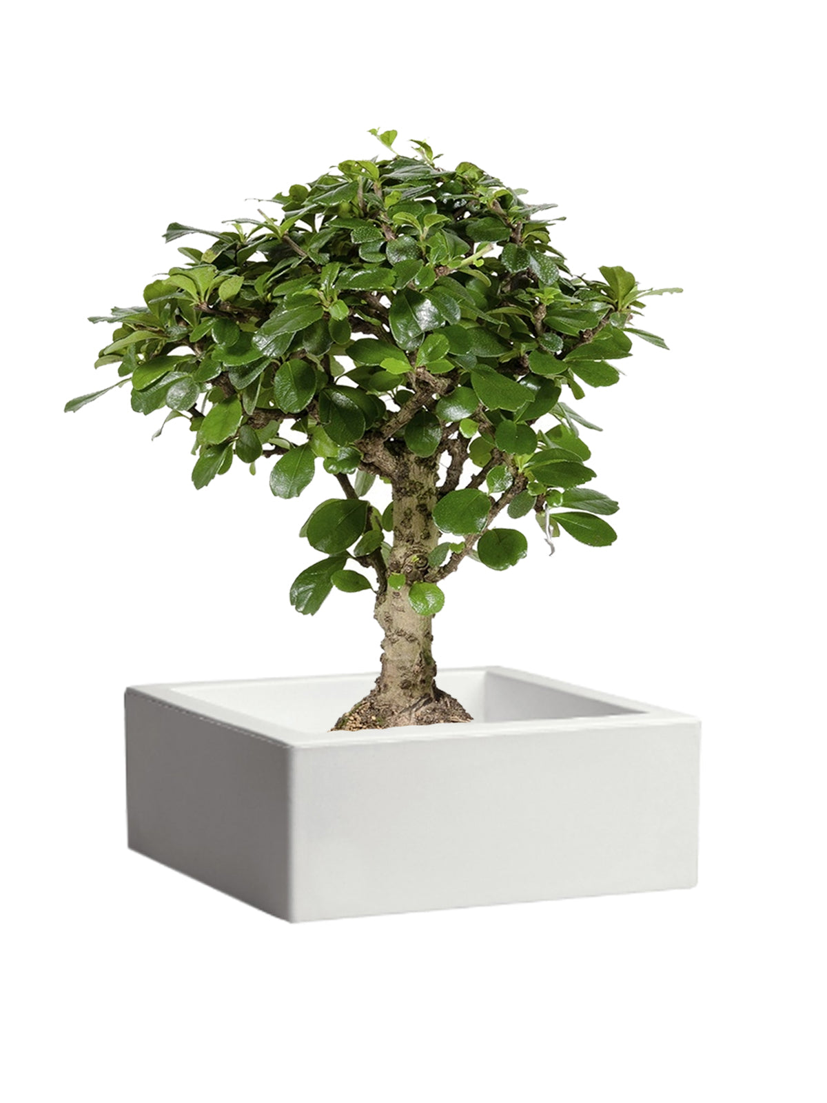 Bonsai Carmona grande