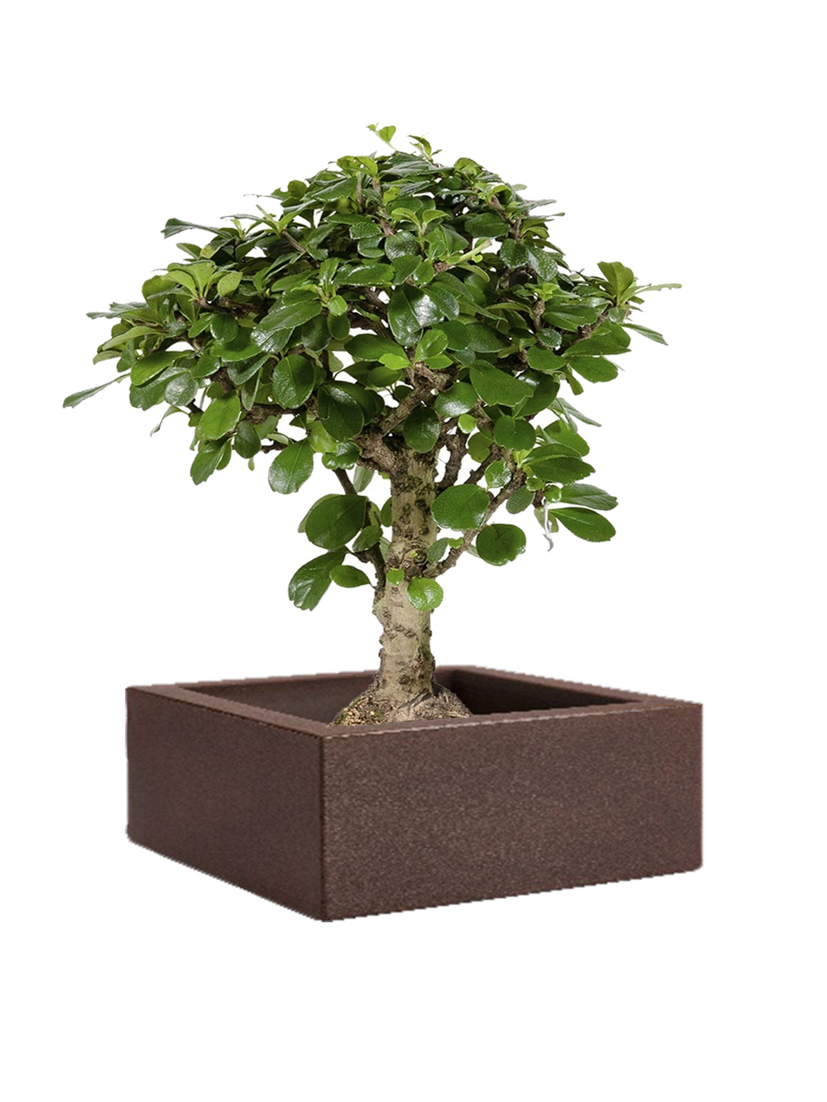 Bonsai Carmona grande