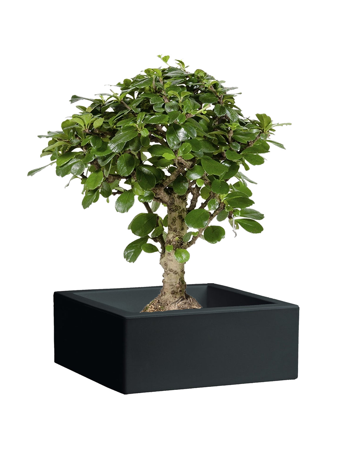 Bonsai Carmona grande