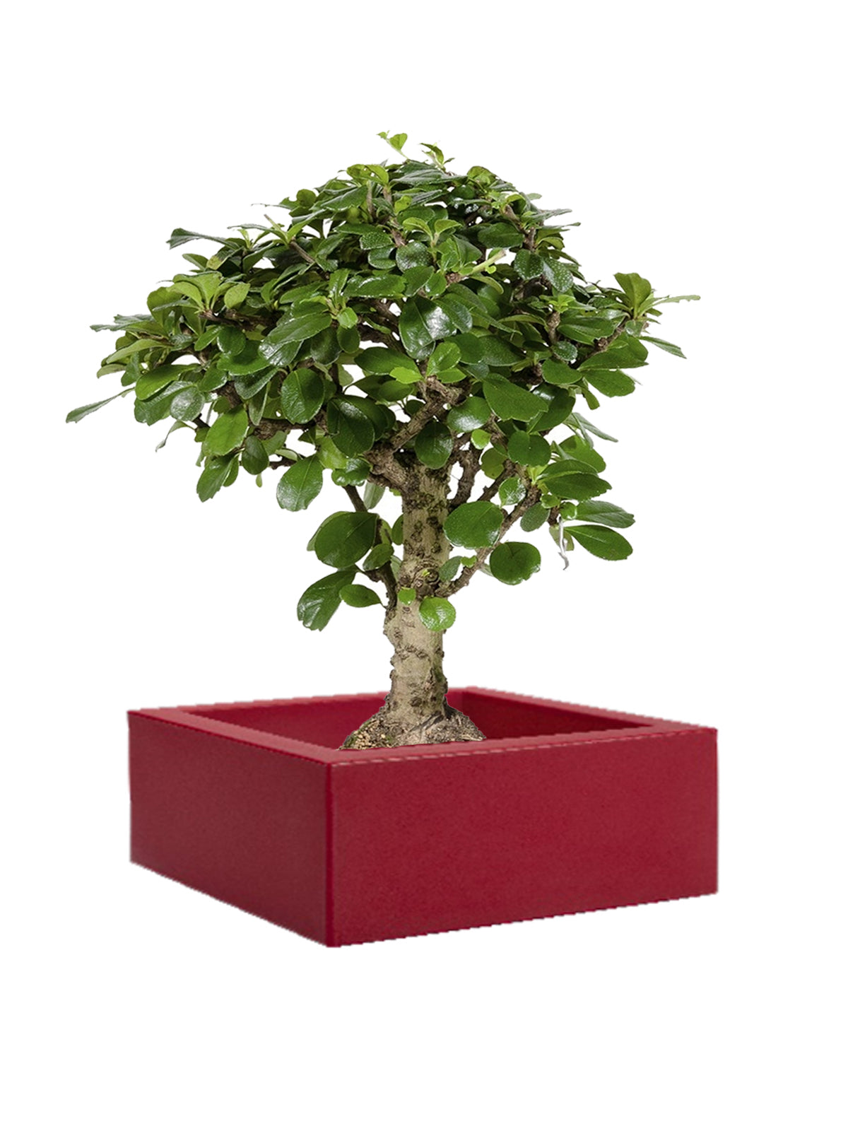 Bonsai Carmona grande