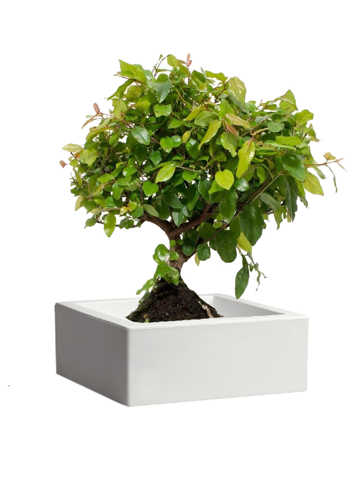 Bonsai Ciliegio grande