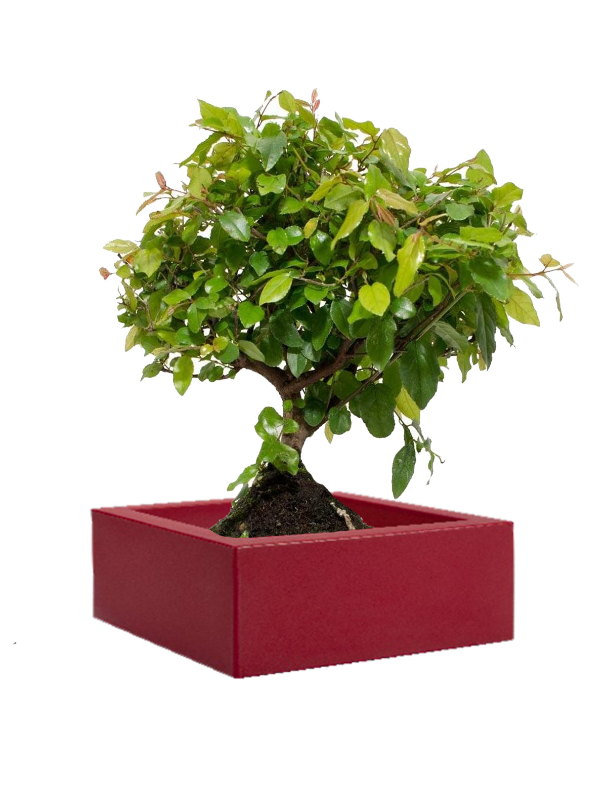 Bonsai Ciliegio grande