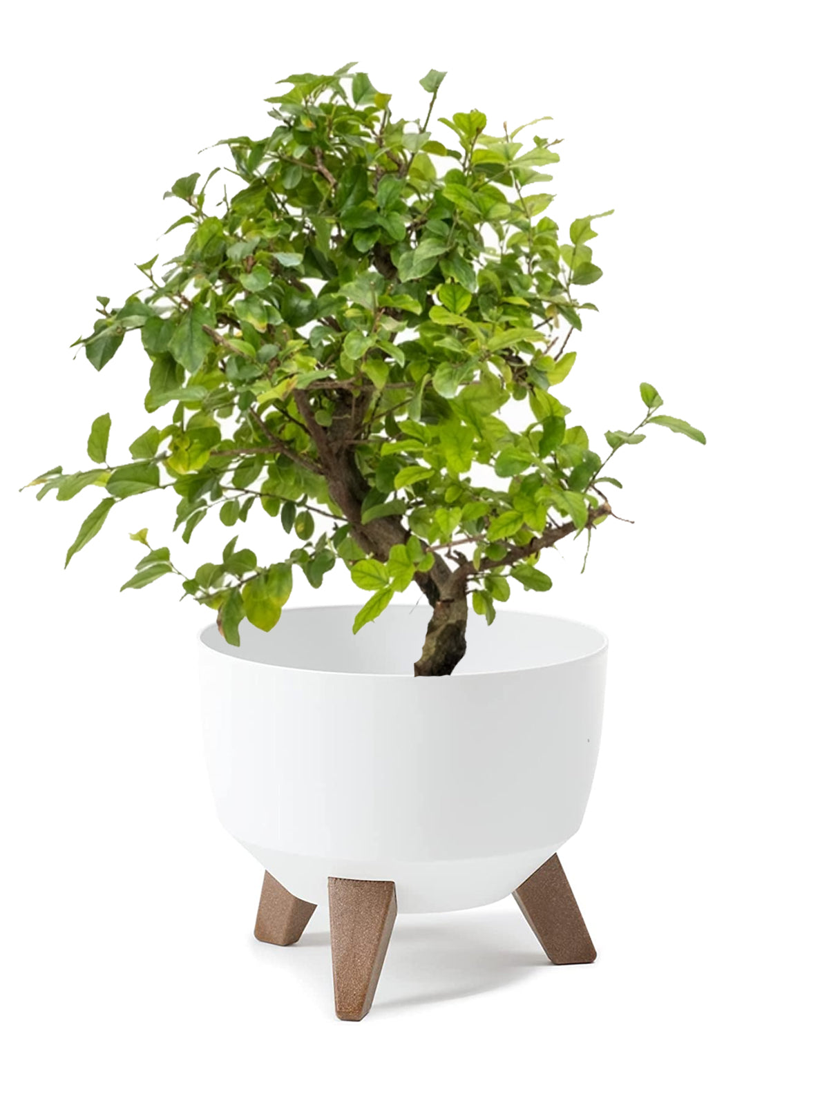 Bonsai Ciliegio