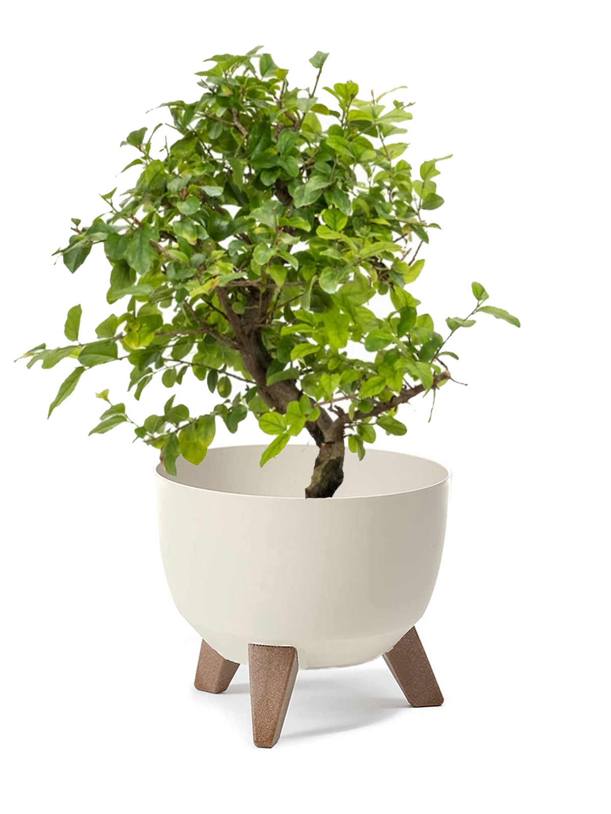 Bonsai Ciliegio